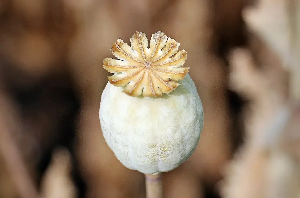 The Difference Between Opiates and Opioids