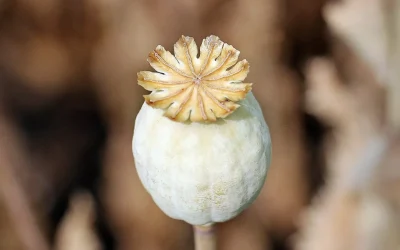 The Difference Between Opiates and Opioids